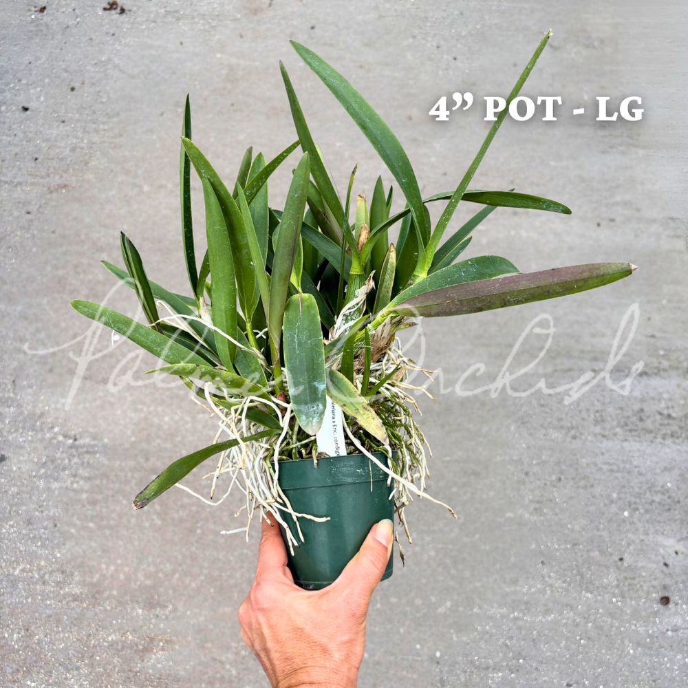 Cty. Green Dragon — Palmer Orchids